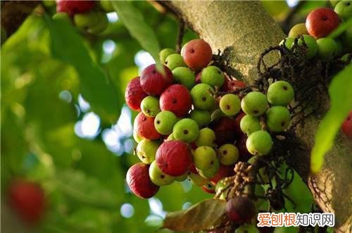 榕树果有毒吗 榕树果的三个重要价值介绍