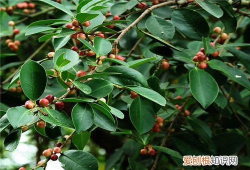 榕树果有毒吗 榕树果的三个重要价值介绍