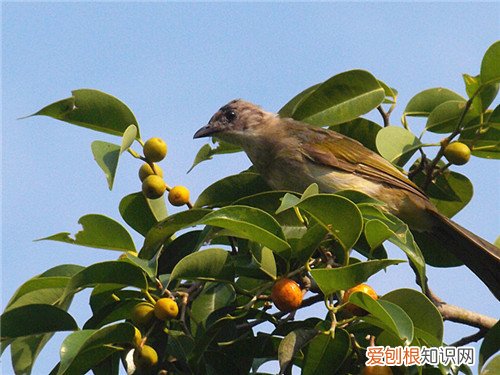 榕树果有毒吗 榕树果的三个重要价值介绍