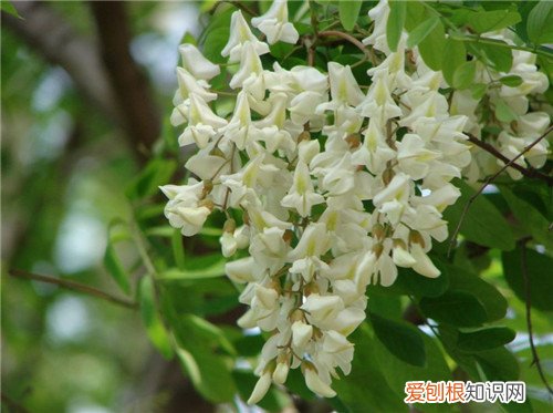 槐花树怎么种植 槐花什么时候开