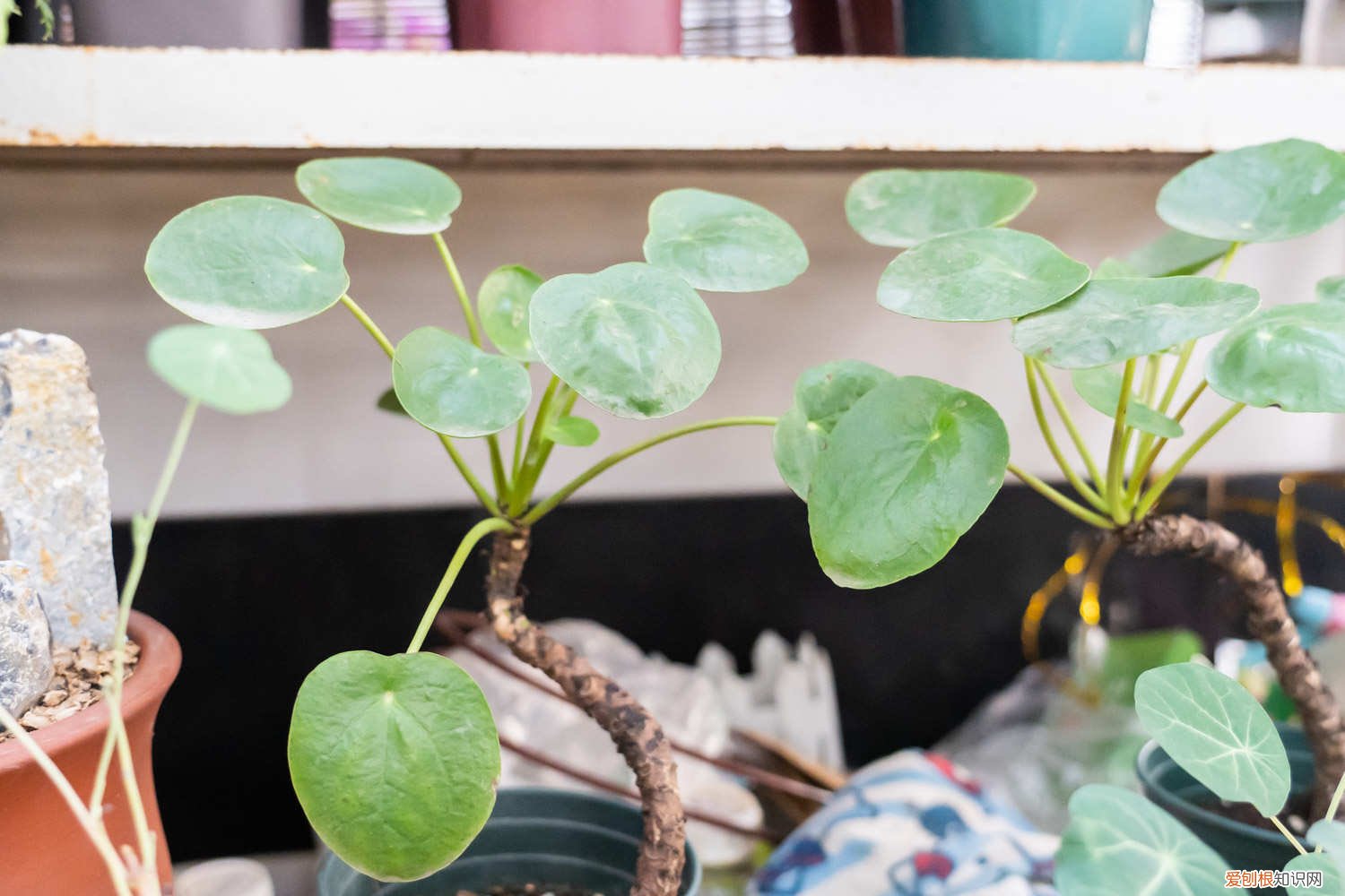 镜面草叶子有黄点 镜面草叶子发黄怎么办