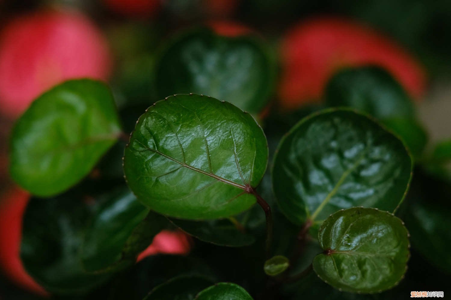 福禄梧桐叶子黄怎么办 福禄桐叶子发黄怎么办