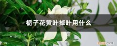 栀子花叶子发黄掉叶怎么办 栀子花黄叶掉叶怎么办，别慌，教你一招就变绿！