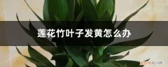 莲花竹发黄了怎么办 莲花竹叶子发黄怎么办：能剪吗，咋施肥？怎么补救？