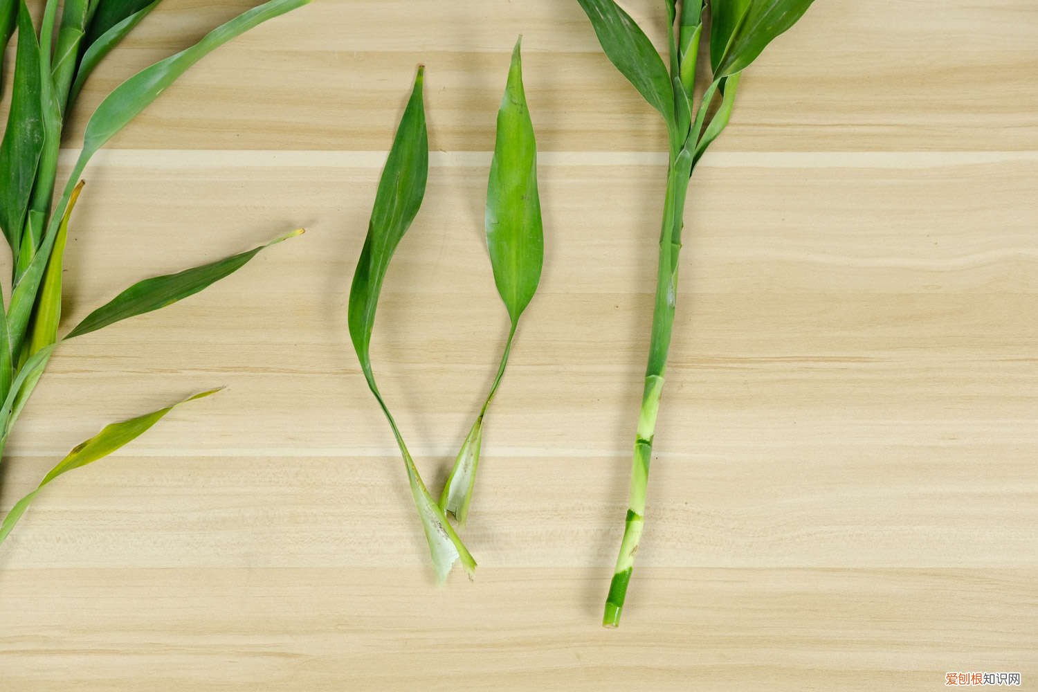 为什么富贵竹不生根叶就黄了 富贵竹不黄叶不烂根，秘诀竟然在这里！