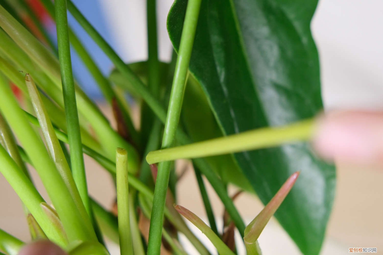 红掌叶子发黄焦边干枯是怎么回事夏天 红掌叶子发黄焦边干枯是怎么回事