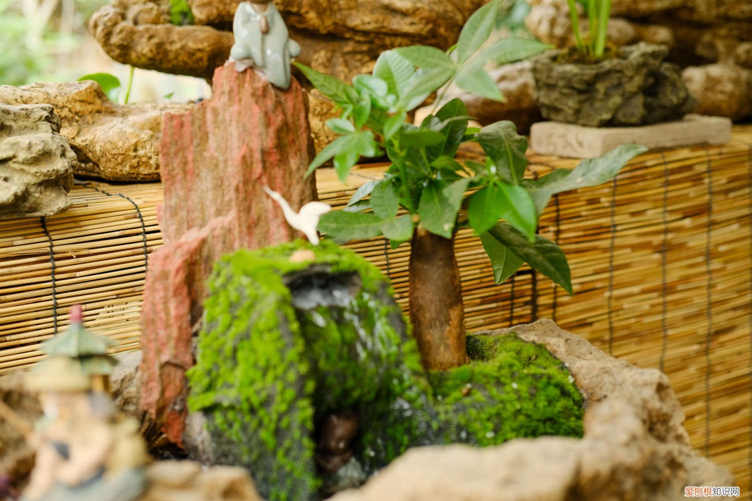 冬天发财树叶子发黄怎么回事 发财树叶子发黄怎么回事