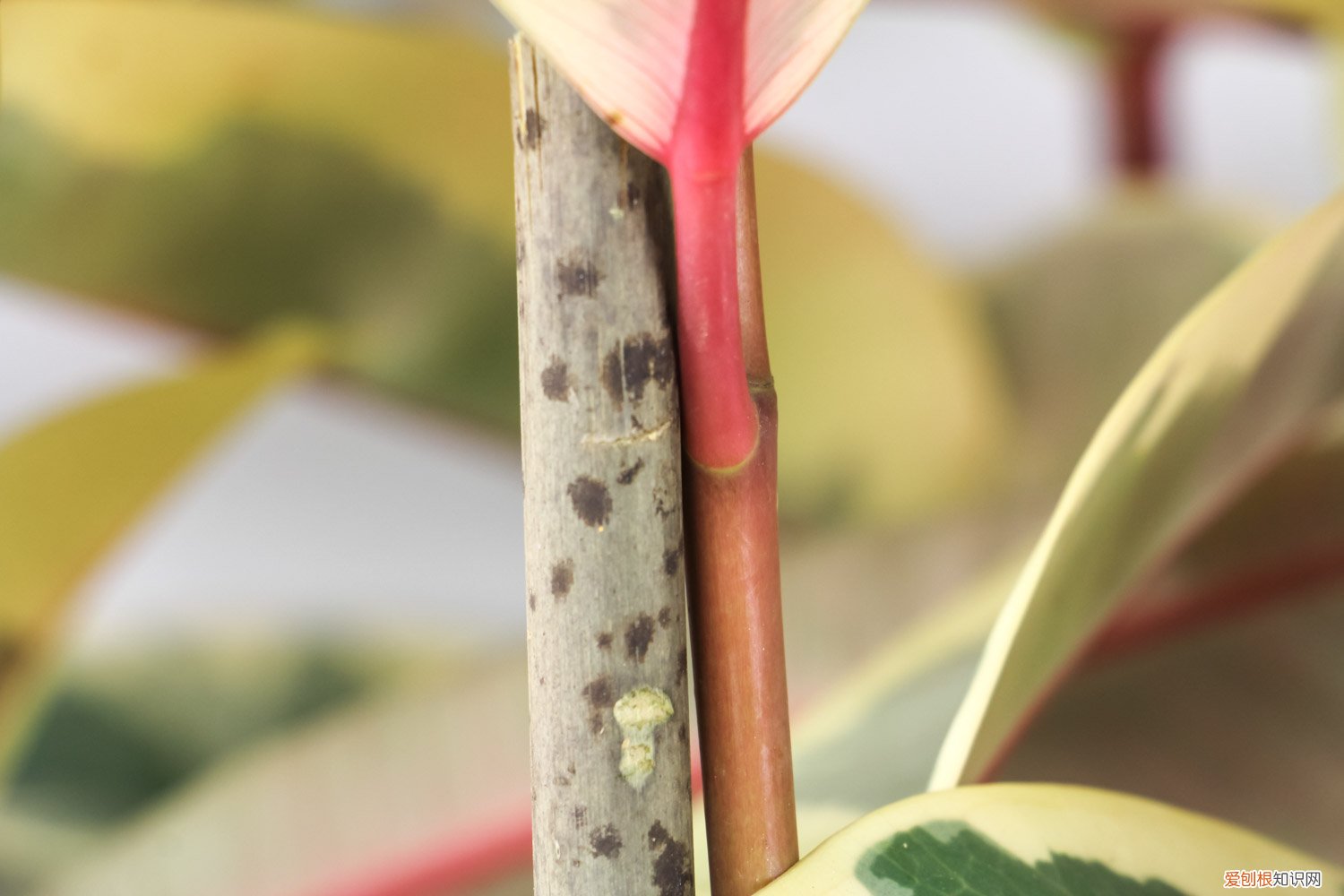 橡皮树侧枝怎么发芽 怎么让橡皮树多长侧枝，主干可以刻芽吗