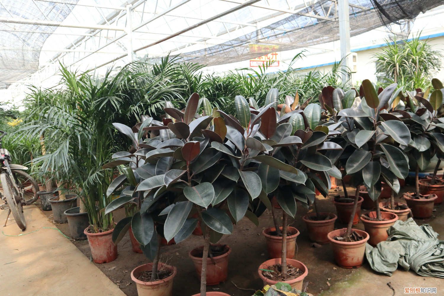 橡皮树侧枝怎么发芽 怎么让橡皮树多长侧枝，主干可以刻芽吗