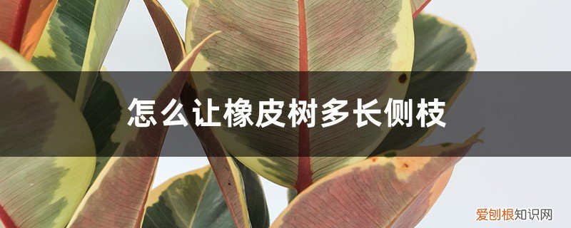 橡皮树侧枝怎么发芽 怎么让橡皮树多长侧枝，主干可以刻芽吗