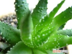 芦荟茶好喝吗 喝芦荟茶对身体有什么好处