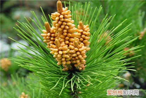 松树花粉怎么采集 松树花粉有什么作用