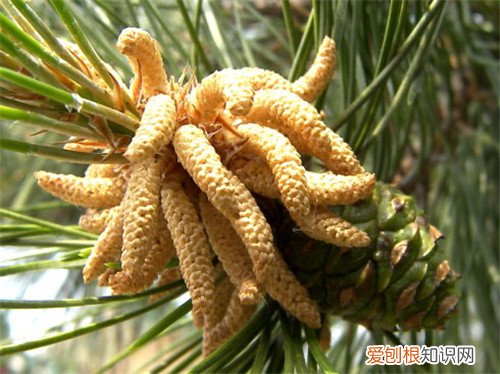 松树花粉怎么采集 松树花粉有什么作用