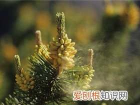松树花粉怎么采集 松树花粉有什么作用