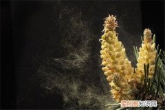 松树花粉怎么采集 松树花粉有什么作用