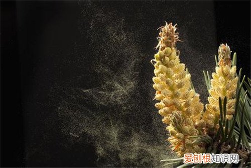 松树花粉怎么采集 松树花粉有什么作用