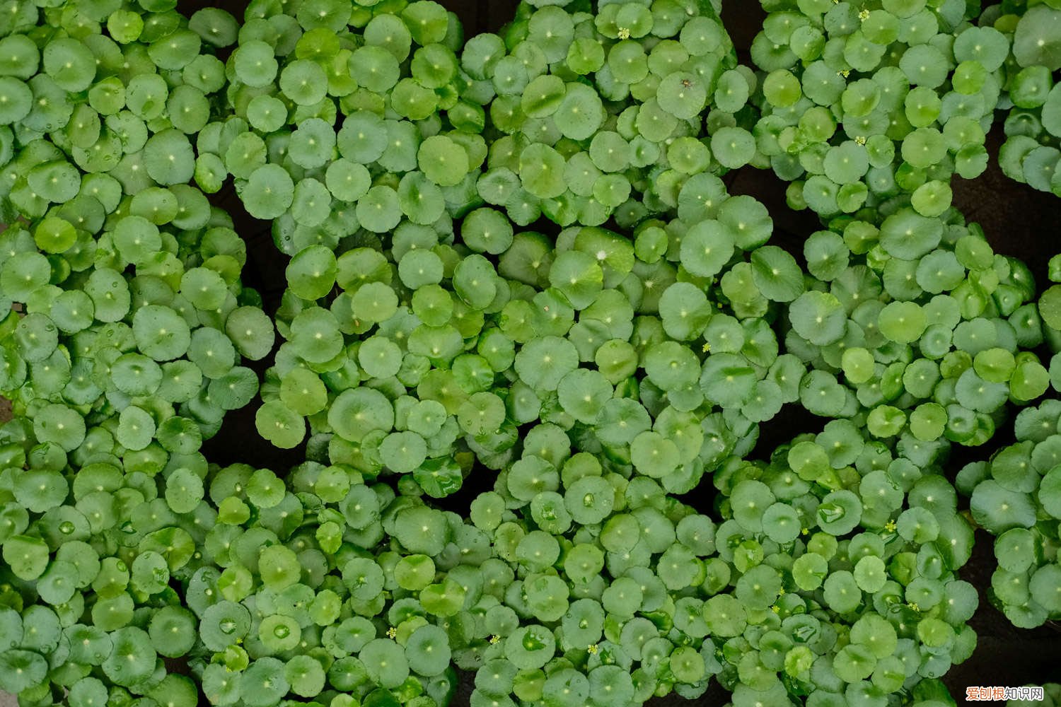 铜钱草黄叶子怎么回事