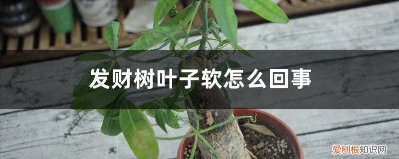 发财树根部发软叶子发黄怎么回事 发财树底部叶子发黄、叶子软怎么回事