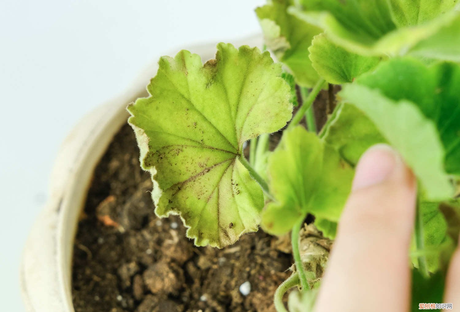 如何使天竺葵爆盆 怎么让天竺葵爆盆，徒长怎么办