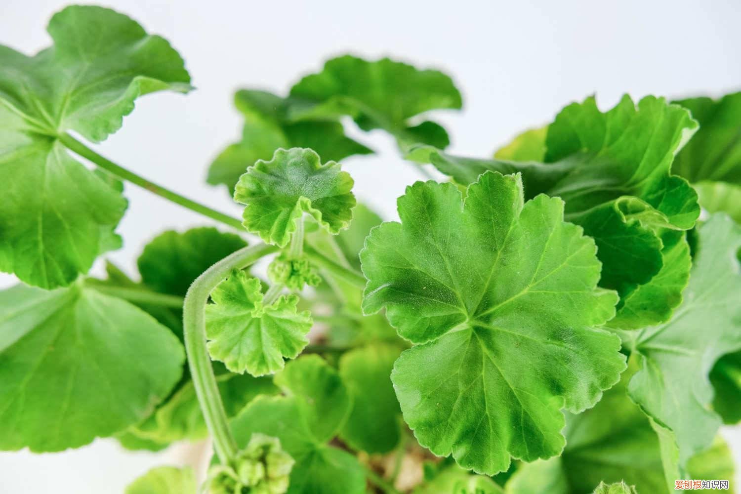 如何使天竺葵爆盆 怎么让天竺葵爆盆，徒长怎么办