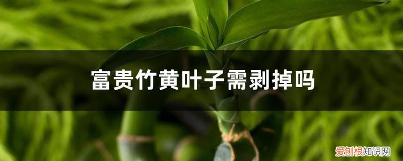 富贵竹叶子发黄要把黄叶子拔掉吗 富贵竹黄叶子需剥掉吗,杆发黄怎么急救