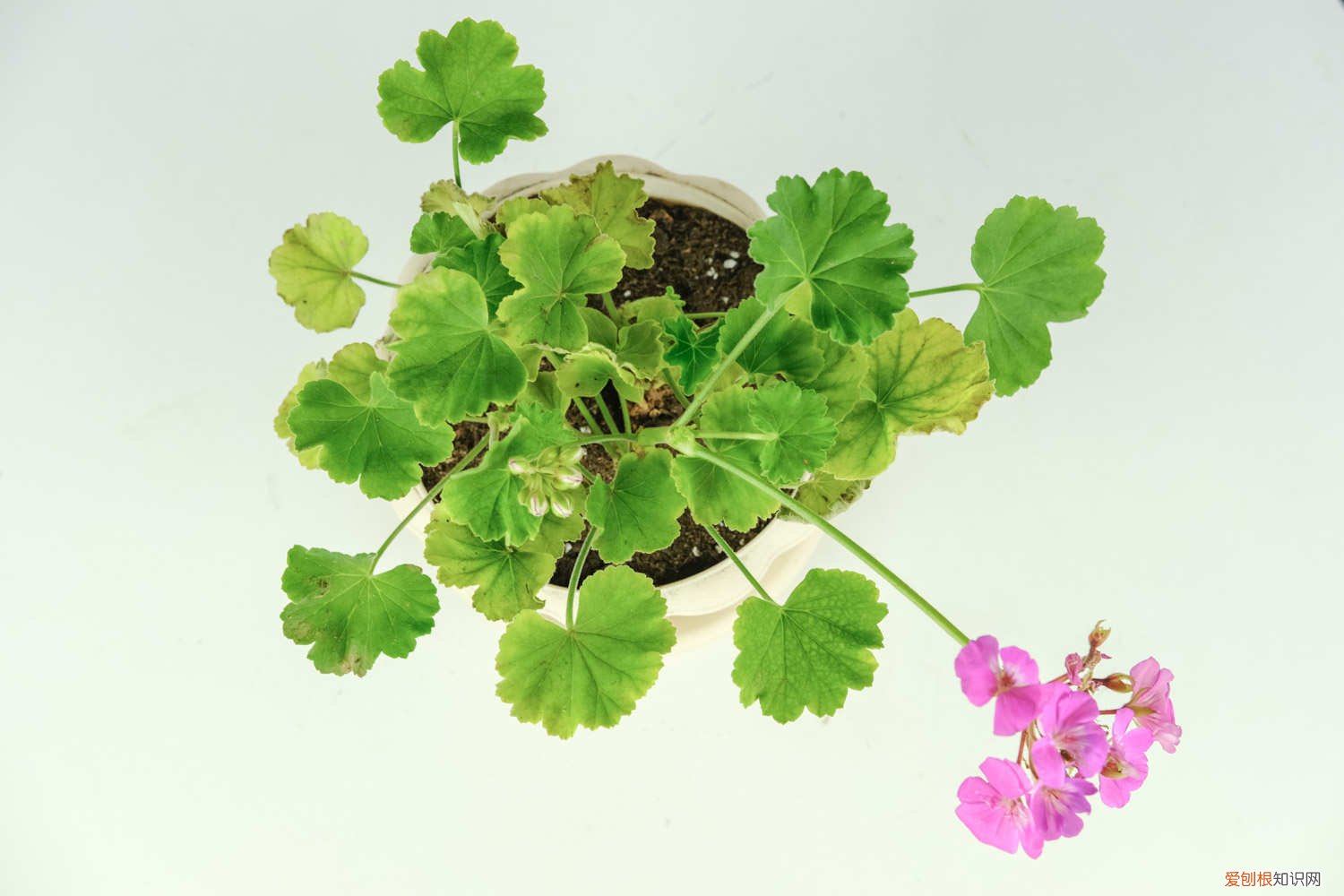 天竺葵花后怎么养护 怎么让天竺葵开花，花期怎么养护