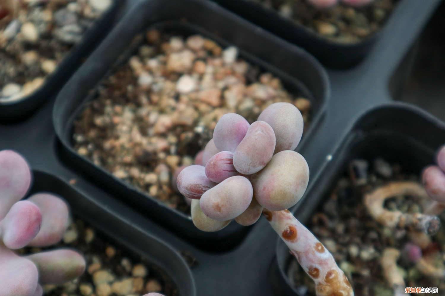 怎么让桃蛋叶片饱满,养成粉红色果实 怎么让桃蛋叶片饱满，养成粉红色