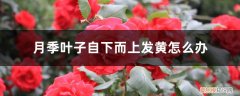 月季叶子从下往上发黄 月季叶子自下而上发黄怎么办