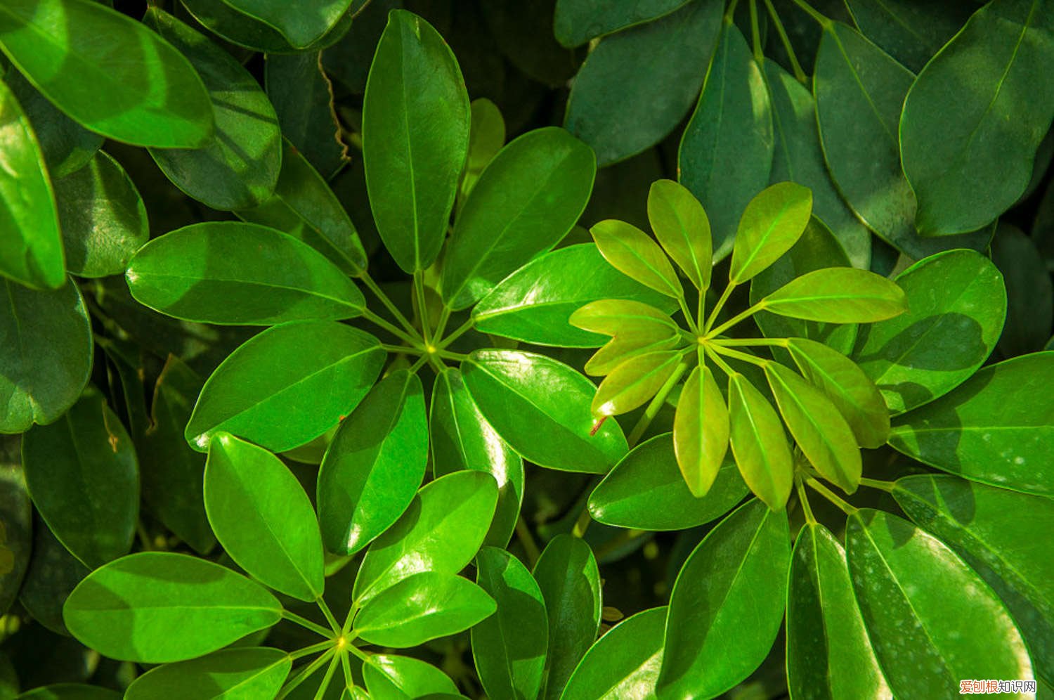 鸭鸭掌木叶子发黄怎么办 鸭掌木叶子发黄怎么办