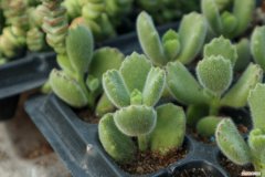 熊童子叶子发软 熊童子叶子发黄怎么办