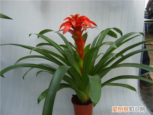 水塔花怎么养 水塔花要注意哪些病害