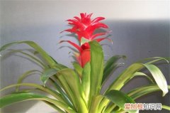 水塔花怎么养 水塔花要注意哪些病害