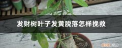 水培发财树叶子发黄脱落怎样挽救 发财树叶子发黄脱落怎样挽救