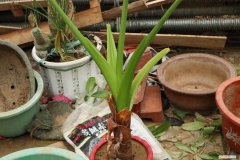 滴水观音叶子发黄怎么办? 滴水观音叶子发黄怎么办