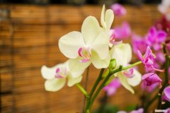 蝴蝶兰叶子干黄怎么办 蝴蝶兰叶子发黄怎么办