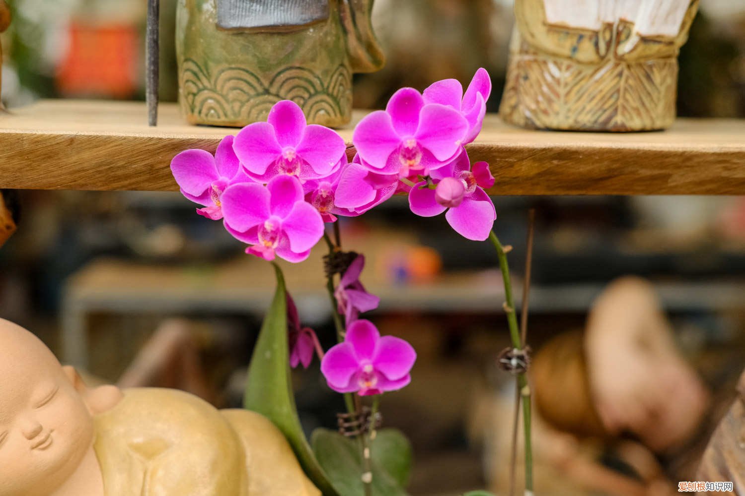 蝴蝶兰叶子干黄怎么办 蝴蝶兰叶子发黄怎么办