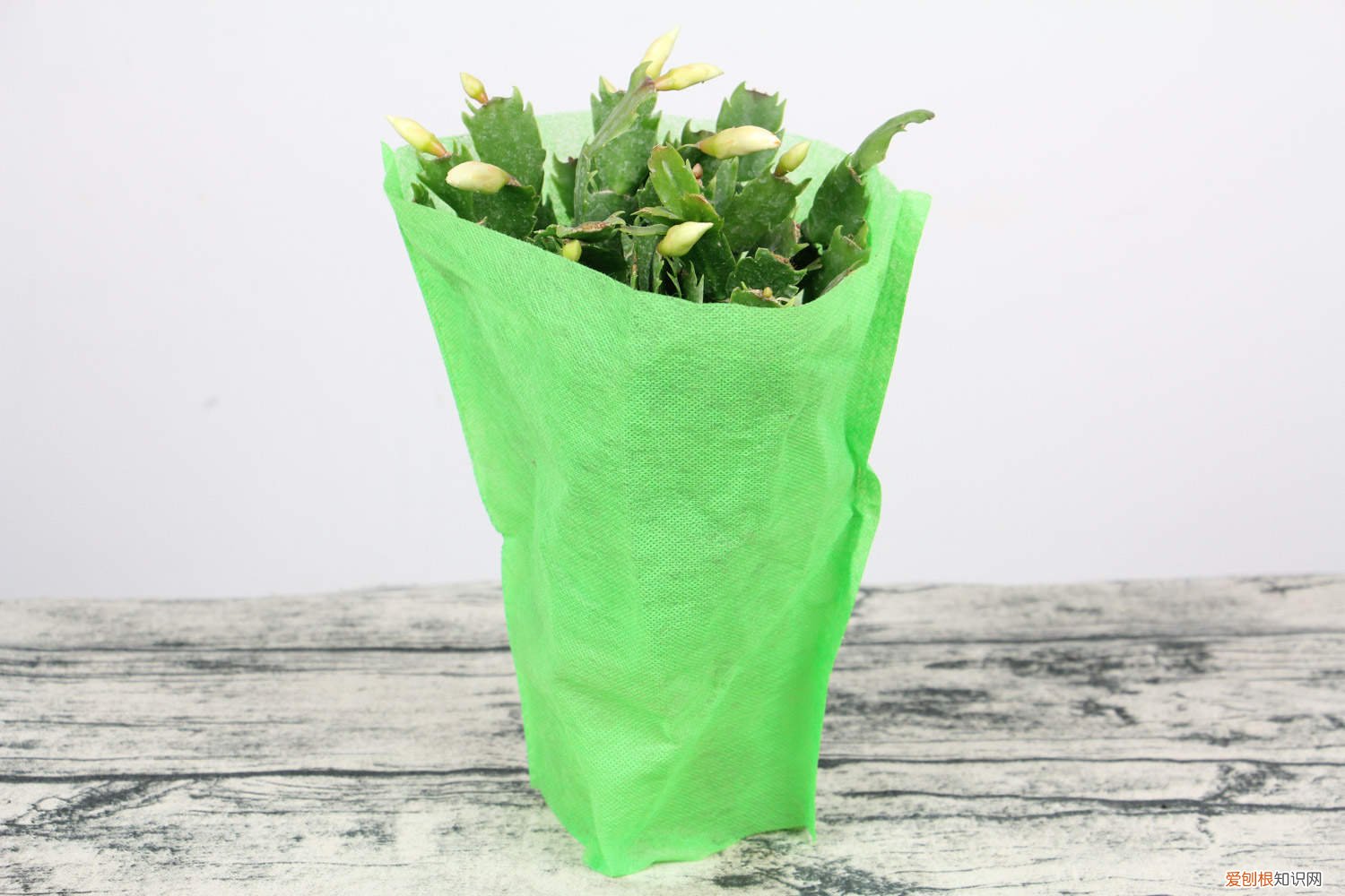 怎么能让蟹爪兰快速开花 怎么让蟹爪兰开花不断，开花后怎样养护