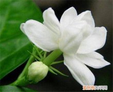 茉莉花图片赏析 茉莉花有什么用途
