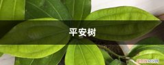 平安树的叶子全部干掉了怎么办 平安树的叶子“皱巴巴”，4个小方法，帮它恢复往日生机！