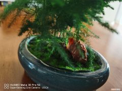 云竹有黄叶怎么办 云竹叶子发黄怎么回事