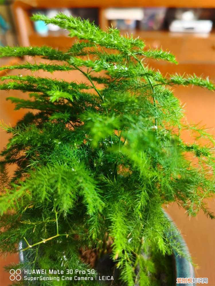 云竹有黄叶怎么办 云竹叶子发黄怎么回事