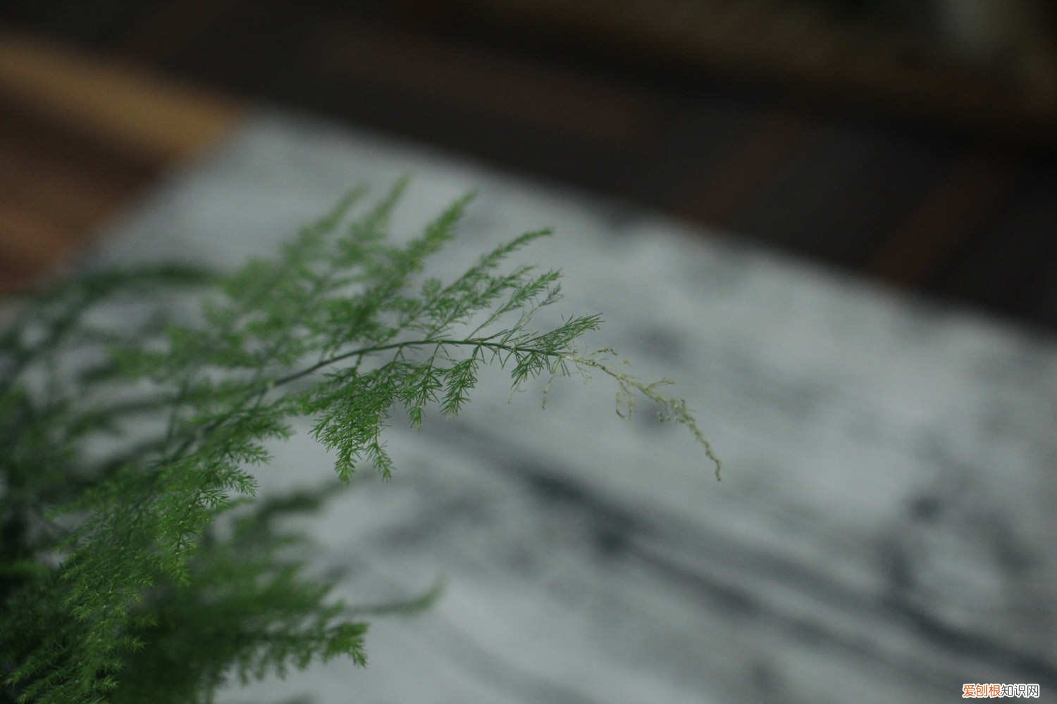 文竹发黄有什么办法 “文竹”发黄怎么办？教你“4招”，还文竹一个翠绿样貌