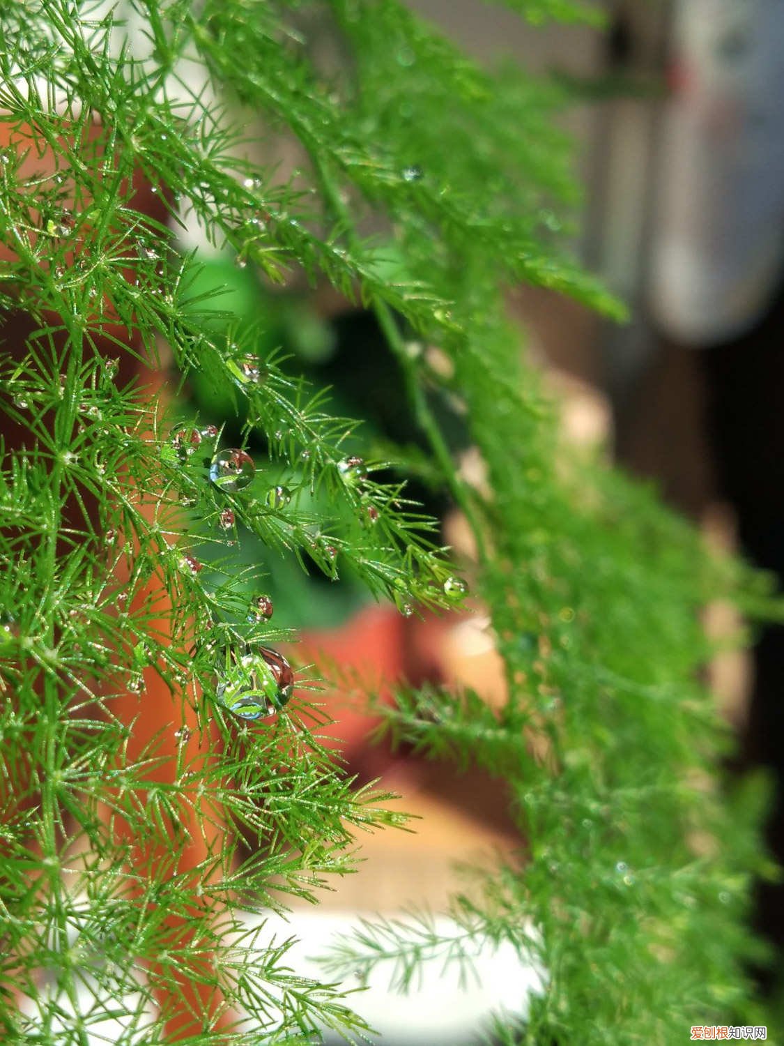 文竹发黄有什么办法 “文竹”发黄怎么办？教你“4招”，还文竹一个翠绿样貌