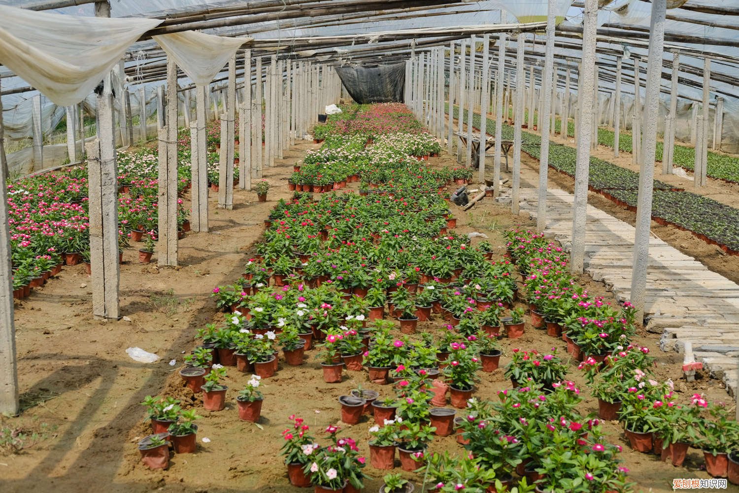 长春花花小叶黄是什么原因 长春花黄叶子怎么回事