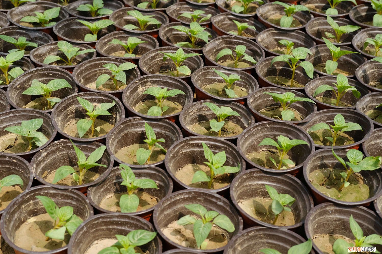 长春花花小叶黄是什么原因 长春花黄叶子怎么回事