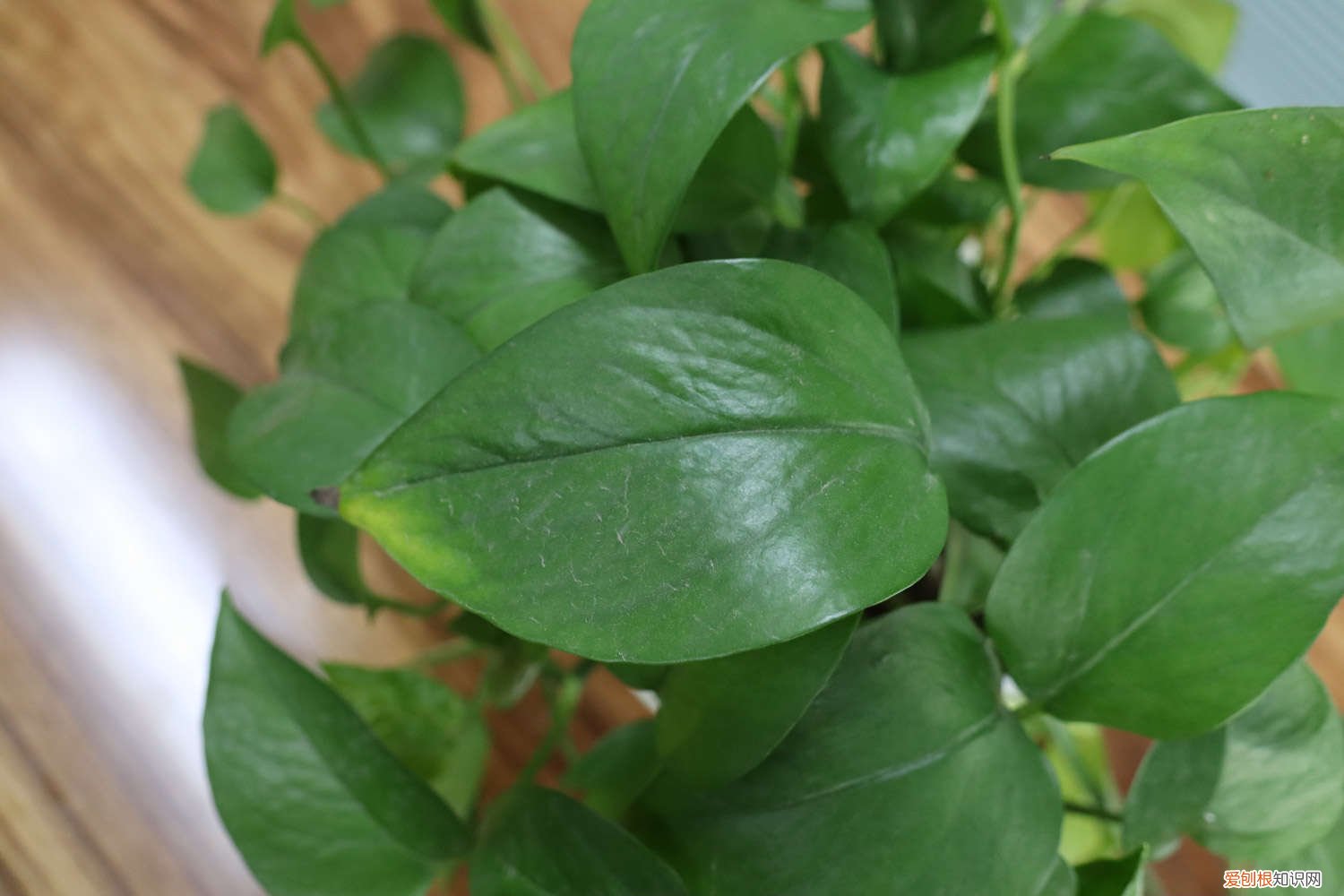 绿萝黄叶什么问题 你家绿萝黄叶吗，原来这“3个”位置不能放，快看看你中招没！