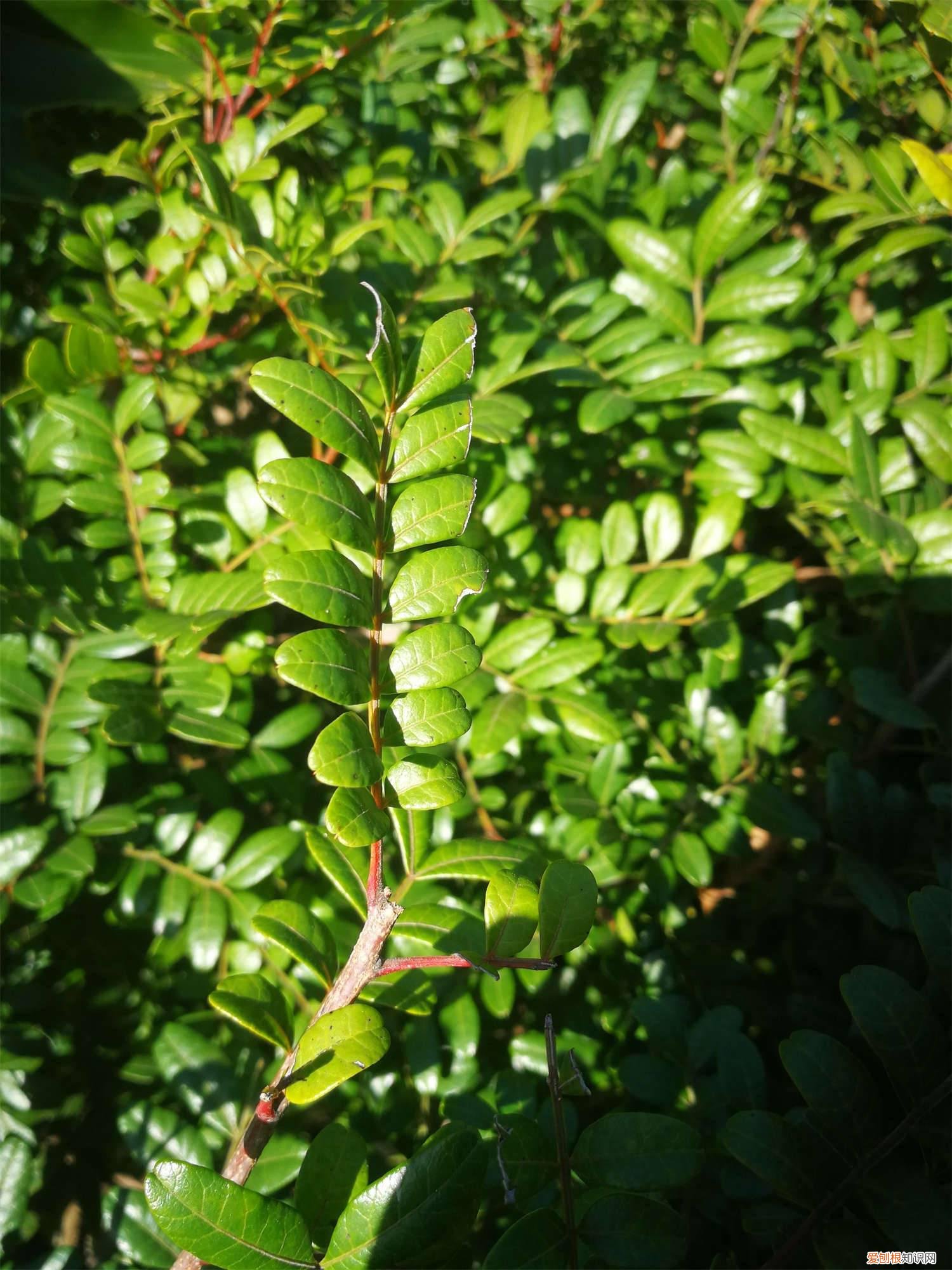清香木叶子发黄怎么办啊 清香木叶子发黄怎么办