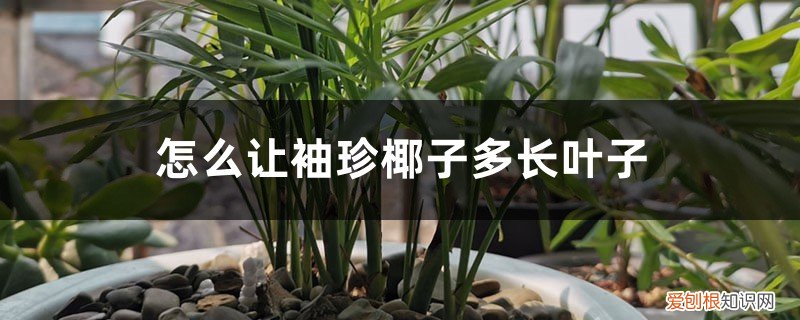 袖珍椰子叶子黄了怎么办 怎么让袖珍椰子多长叶子，叶子发黄干枯怎么办