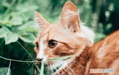 要搬家猫咪怎样适应? 猫咪搬家怎么适应新家