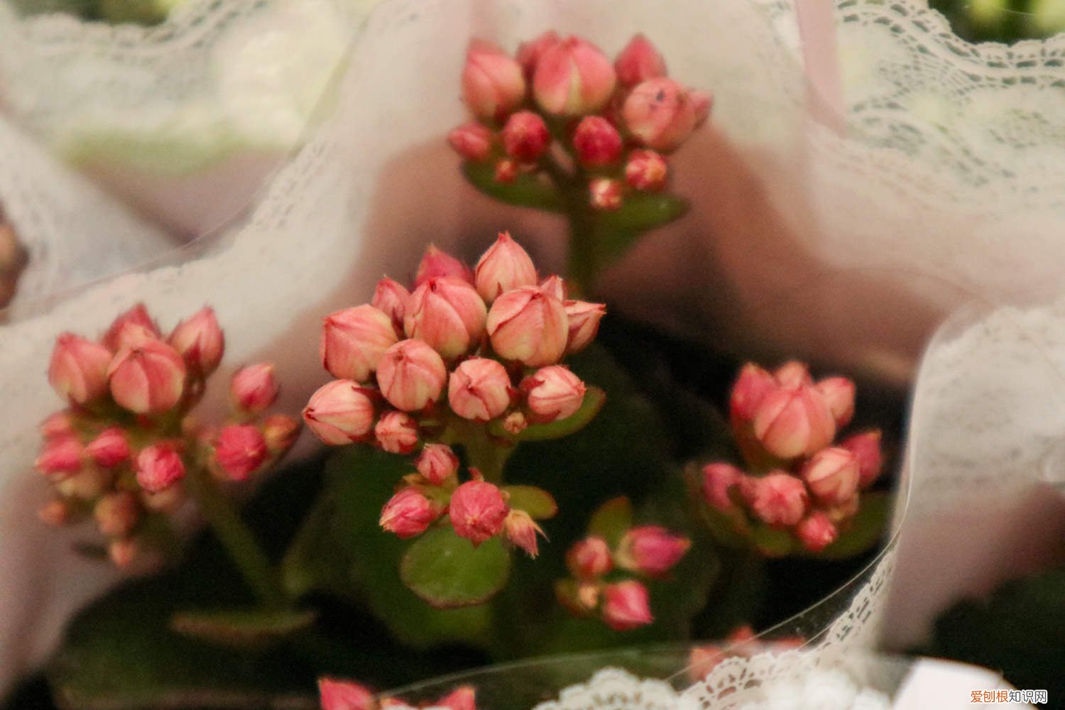 长寿花叶子发黄发软是什么原因 长寿花叶子发黄发软怎么办